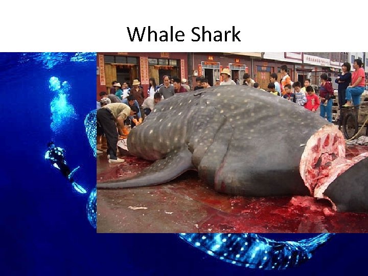 Whale Shark • NOT A WHALE! • Can filter 1, 600 gallons of water