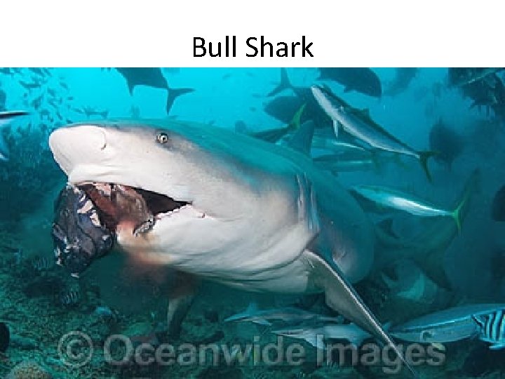 Bull Shark • Males 7 ft in length – 200 lbs. • Females 11.