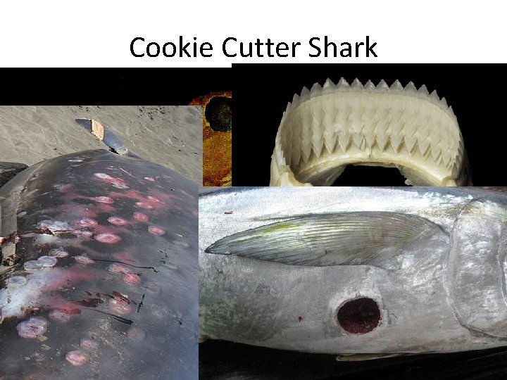 Cookie Cutter Shark • cookie-cutter shark eats by taking round (cookiecutter-shaped) bites out of