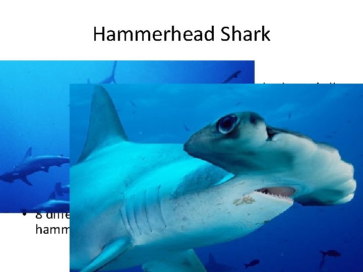 Hammerhead Shark • Up to 20 ft in length • Have special “third eyelids”