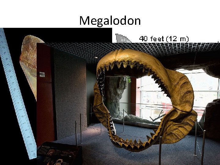 Megalodon • Have teeth that are the size of human hands – 6. 5