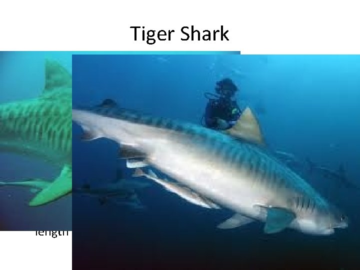 Tiger Shark • Garbage cans of the sea – Stingrays, squid, animal antlers, shoes,