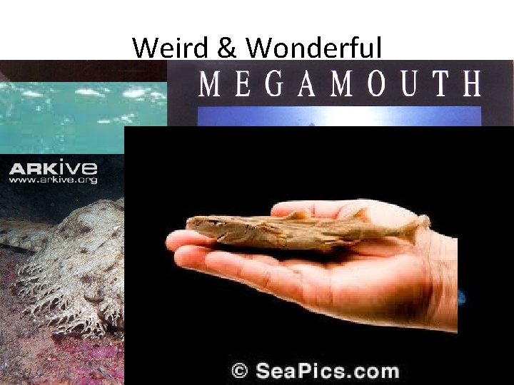 Weird & Wonderful • Goblin Shark – Rarely seen – Push their jaw out