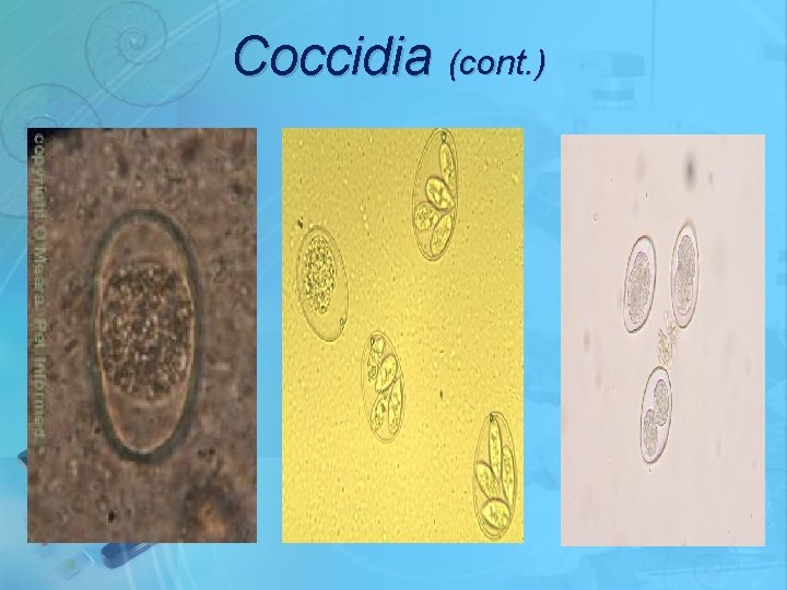 Coccidia (cont. ) 