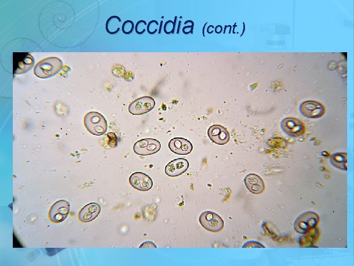 Coccidia (cont. ) 