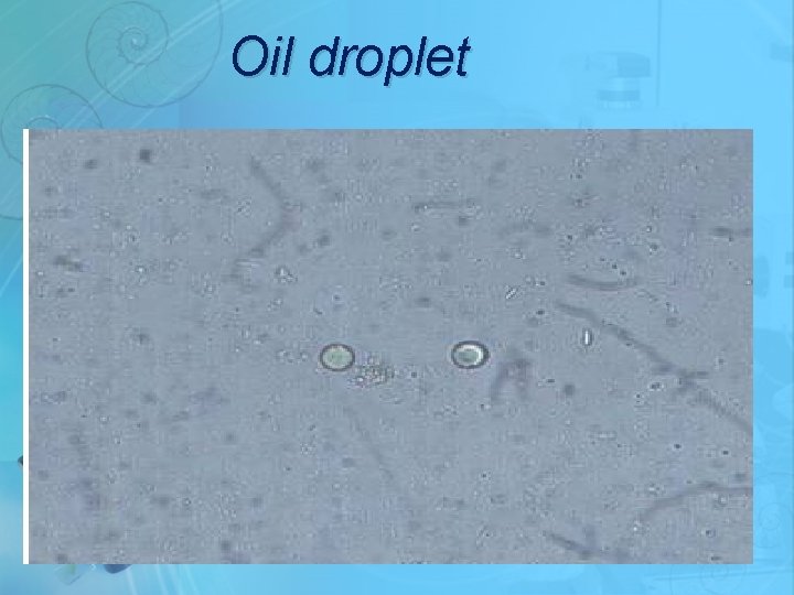 Oil droplet 