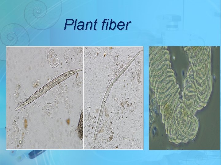 Plant fiber 