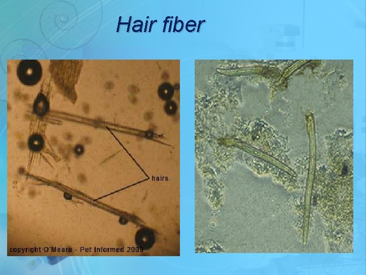 Hair fiber 