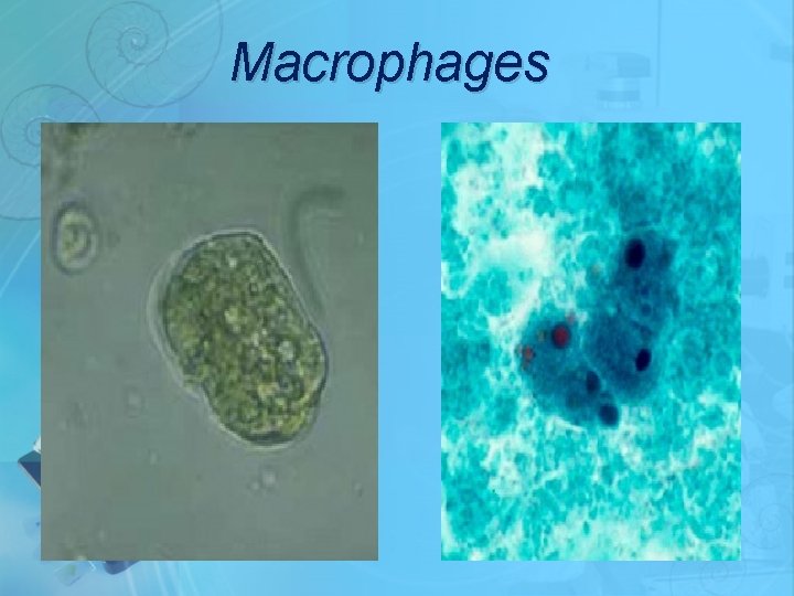 Macrophages 
