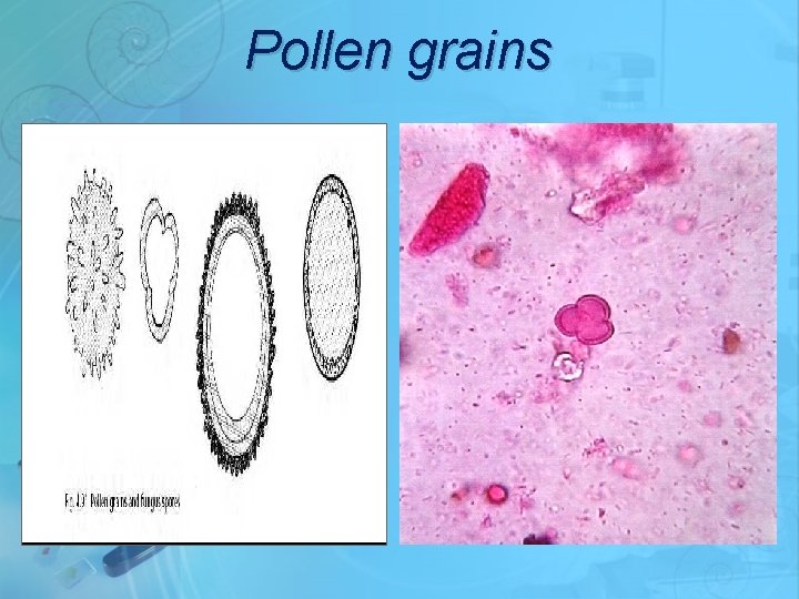 Pollen grains 