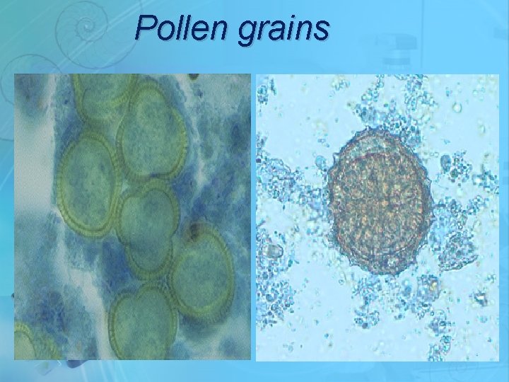 Pollen grains 