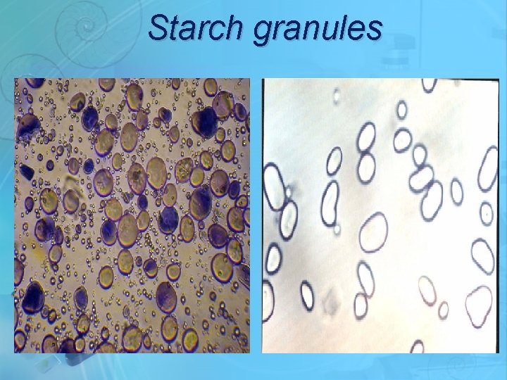 Starch granules 