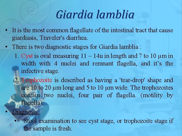 Giardia lamblia • It is the most common flagellate of the intestinal tract that