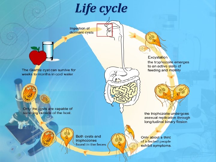 Life cycle 