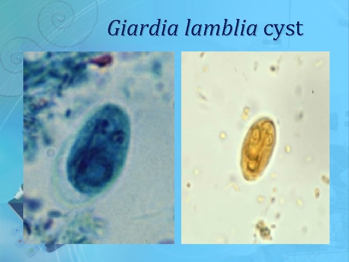 Giardia lamblia cyst 