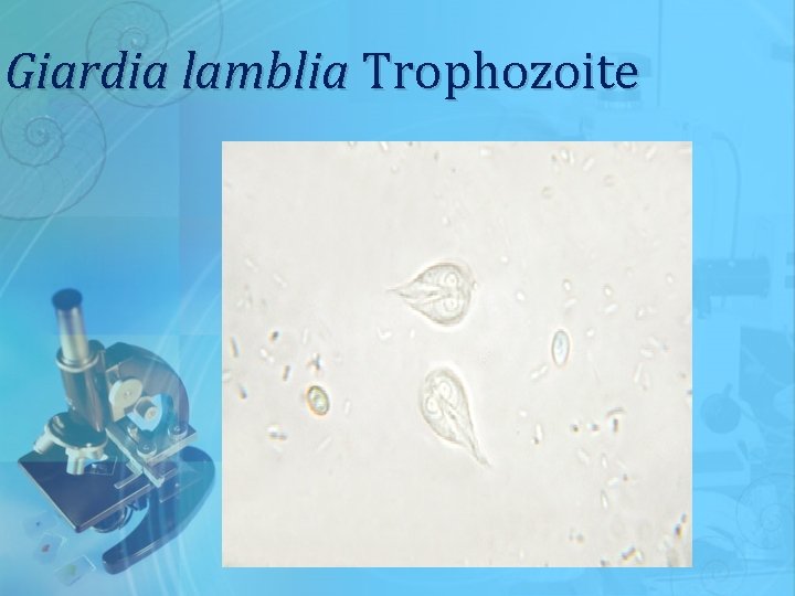 Giardia lamblia Trophozoite 