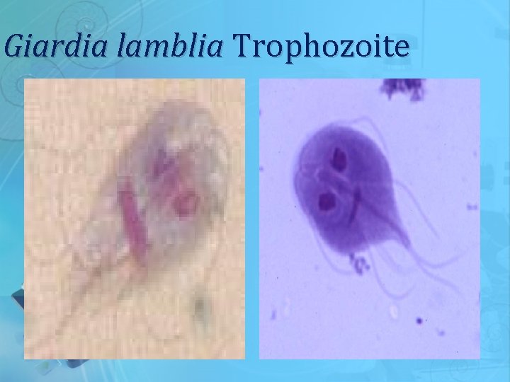 Giardia lamblia Trophozoite 