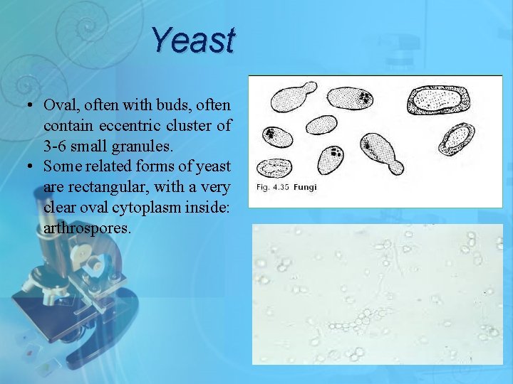 Yeast • Oval, often with buds, often contain eccentric cluster of 3 -6 small