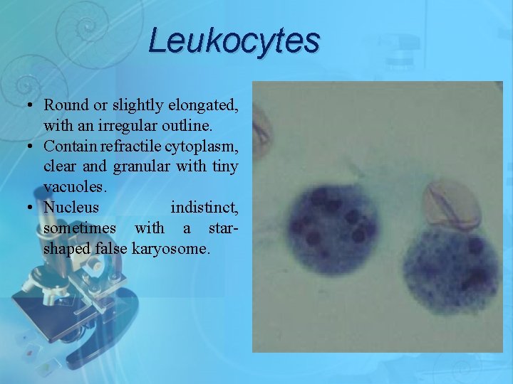 Leukocytes • Round or slightly elongated, with an irregular outline. • Contain refractile cytoplasm,