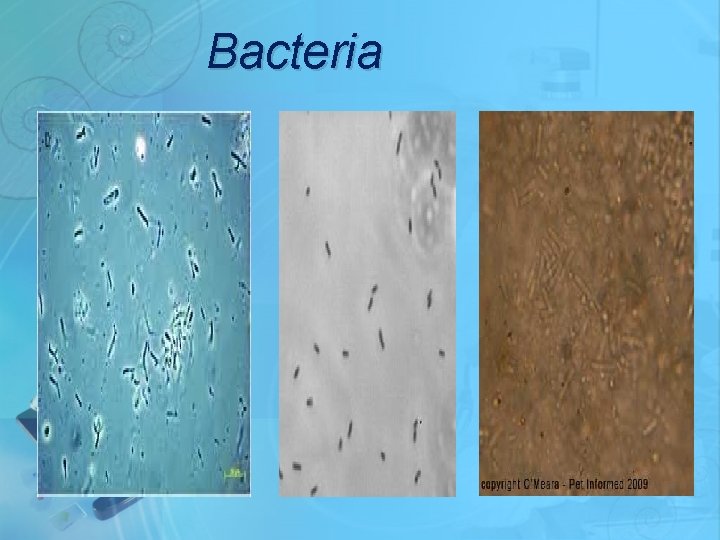 Bacteria 