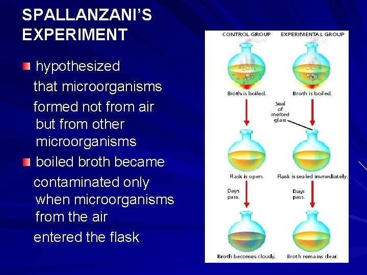 SPALLANZANI’S EXPERIMENT hypothesized that microorganisms formed not from air but from other microorganisms boiled