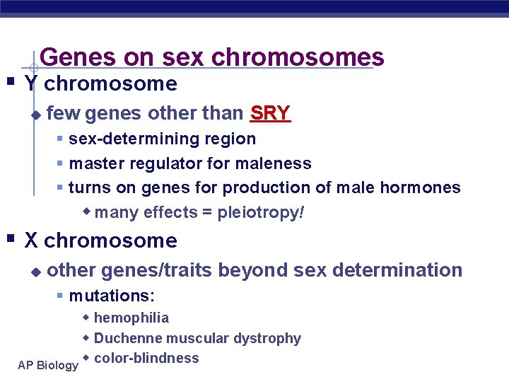 Genes on sex chromosomes § Y chromosome u few genes other than SRY §