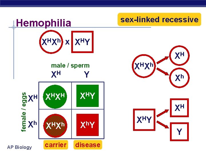 sex-linked recessive Hemophilia HX h x X HY HH XHh XH female / eggs