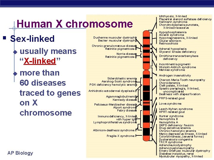 Human X chromosome § Sex-linked usually means “X-linked” u more than 60 diseases traced