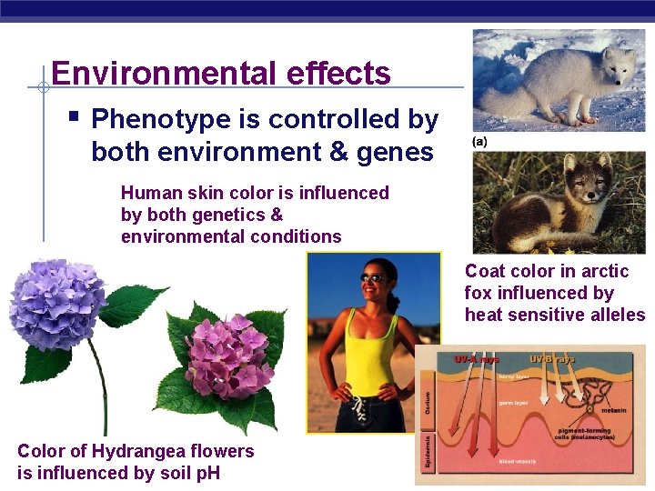 Environmental effects § Phenotype is controlled by both environment & genes Human skin color