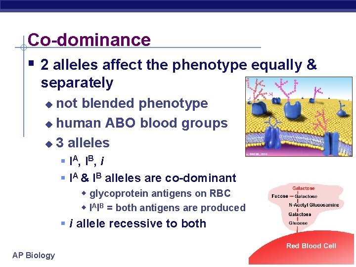 Co-dominance § 2 alleles affect the phenotype equally & separately not blended phenotype u