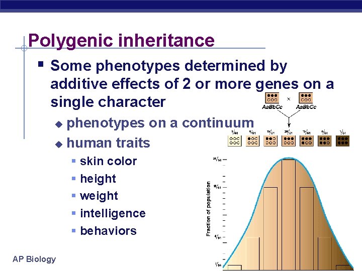 Polygenic inheritance § Some phenotypes determined by additive effects of 2 or more genes