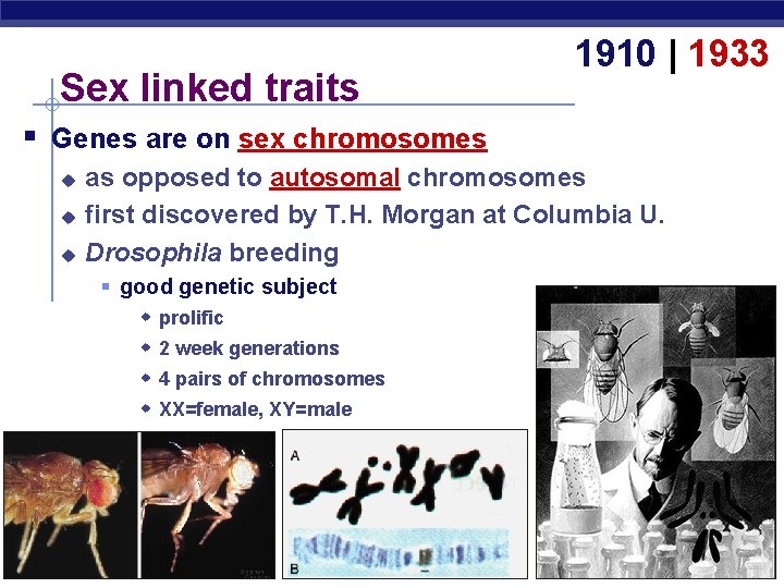 Sex linked traits 1910 | 1933 § Genes are on sex chromosomes u u