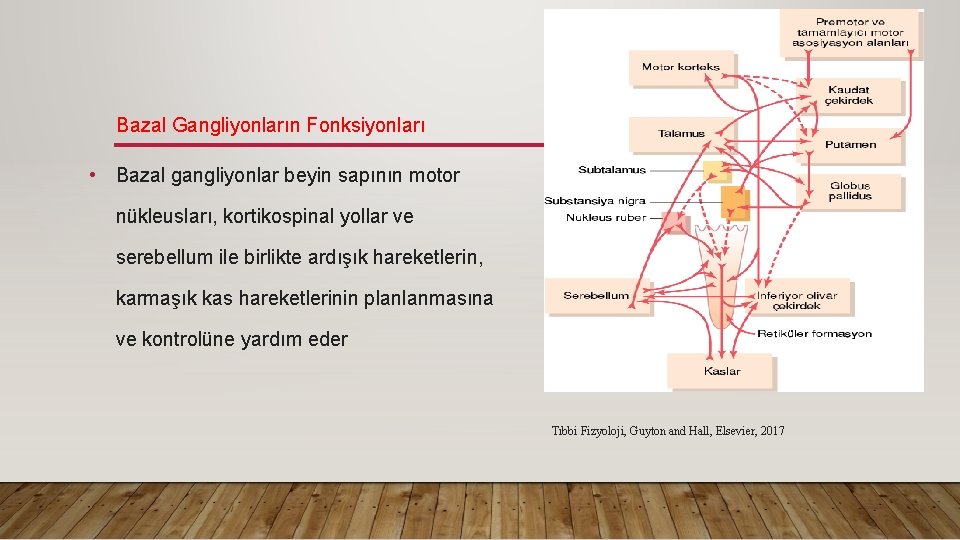 Bazal Gangliyonların Fonksiyonları • Bazal gangliyonlar beyin sapının motor nükleusları, kortikospinal yollar ve serebellum