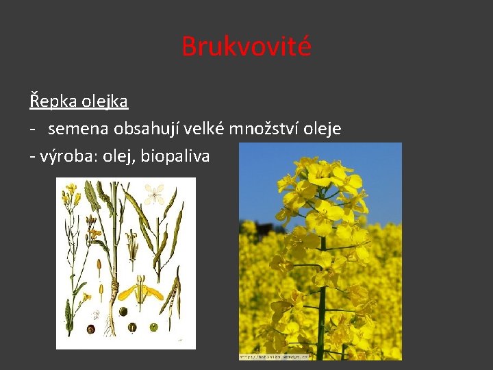 Brukvovité Řepka olejka - semena obsahují velké množství oleje - výroba: olej, biopaliva 