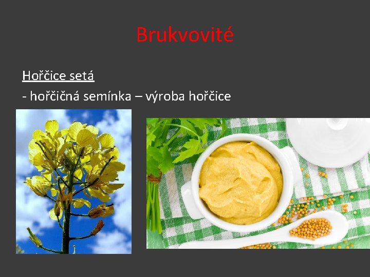 Brukvovité Hořčice setá - hořčičná semínka – výroba hořčice 