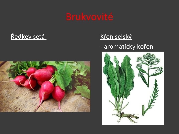 Brukvovité Ředkev setá Křen selský - aromatický kořen 