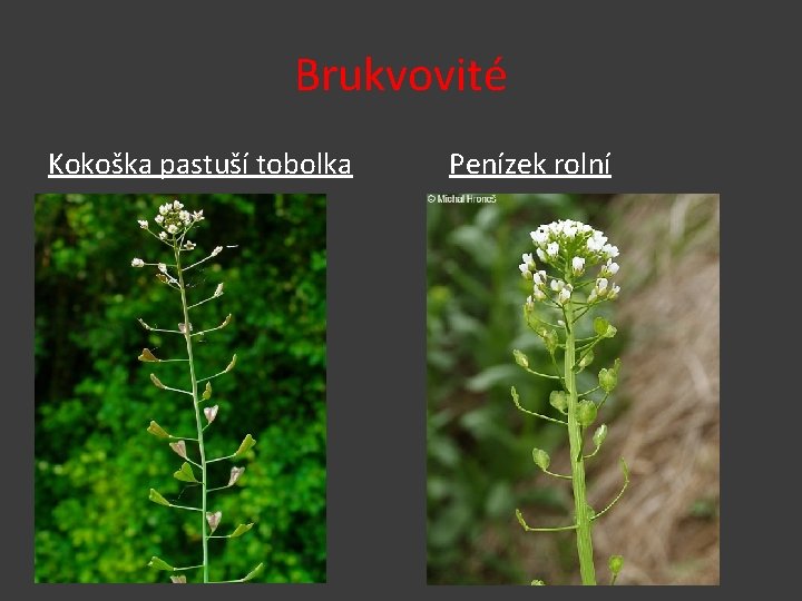 Brukvovité Kokoška pastuší tobolka Penízek rolní 