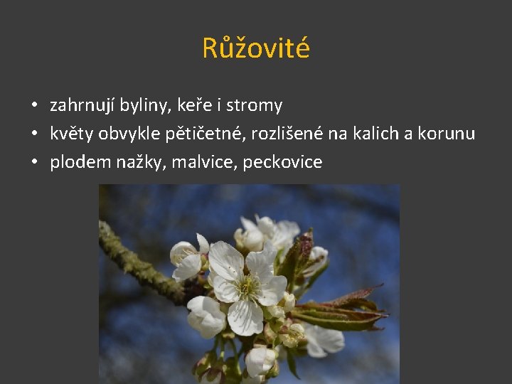 Růžovité • zahrnují byliny, keře i stromy • květy obvykle pětičetné, rozlišené na kalich