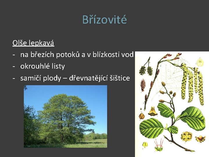 Břízovité Olše lepkavá - na březích potoků a v blízkosti vod - okrouhlé listy