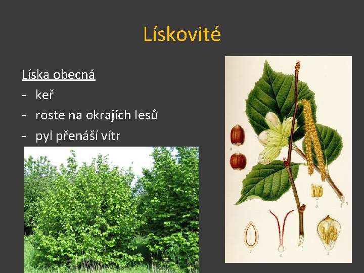 Lískovité Líska obecná - keř - roste na okrajích lesů - pyl přenáší vítr