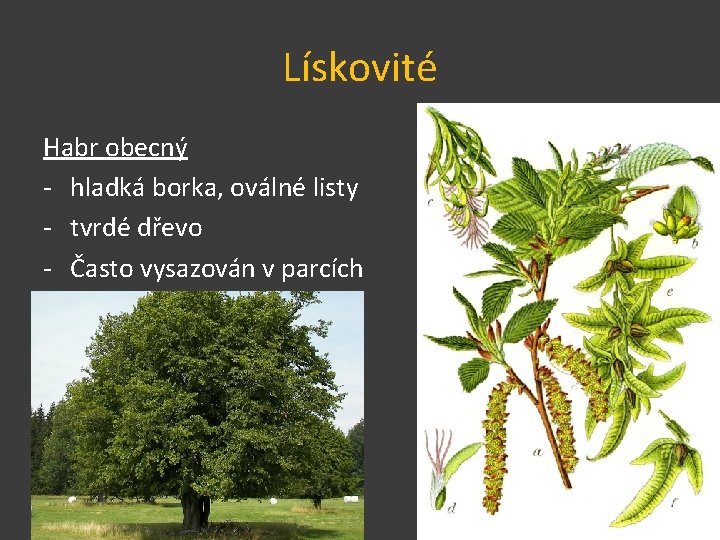 Lískovité Habr obecný - hladká borka, oválné listy - tvrdé dřevo - Často vysazován