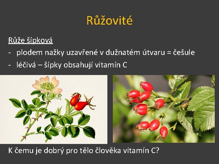 Růžovité Růže šípková - plodem nažky uzavřené v dužnatém útvaru = češule - léčivá