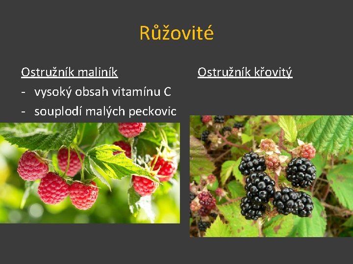 Růžovité Ostružník maliník - vysoký obsah vitamínu C - souplodí malých peckovic Ostružník křovitý