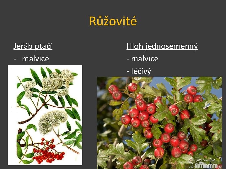 Růžovité Jeřáb ptačí - malvice Hloh jednosemenný - malvice - léčivý 