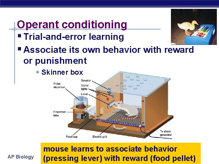 Operant conditioning § Trial-and-error learning § Associate its own behavior with reward or punishment