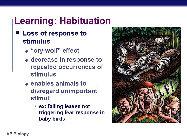 Learning: Habituation § Loss of response to stimulus u u u “cry-wolf” effect decrease