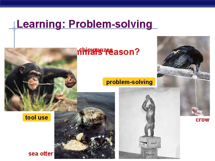 Learning: Problem-solving chimpanzee § Do other animals reason? problem-solving tool use sea AP Biology