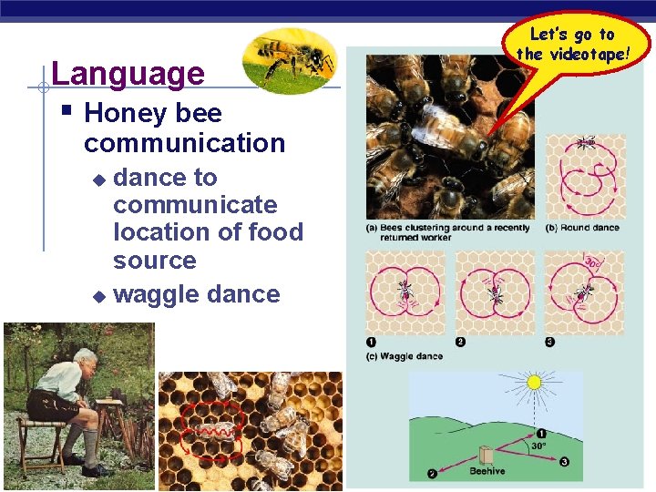 Language § Honey bee communication dance to communicate location of food source u waggle