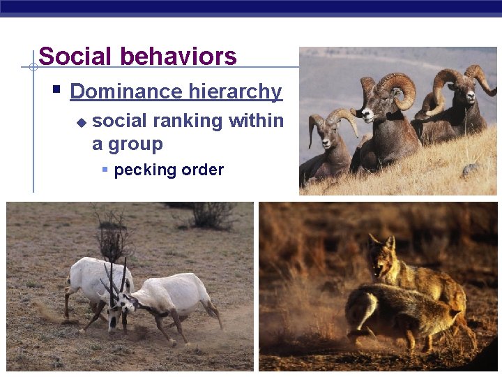 Social behaviors § Dominance hierarchy u social ranking within a group § pecking order