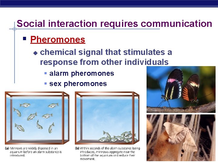 Social interaction requires communication § Pheromones u chemical signal that stimulates a response from